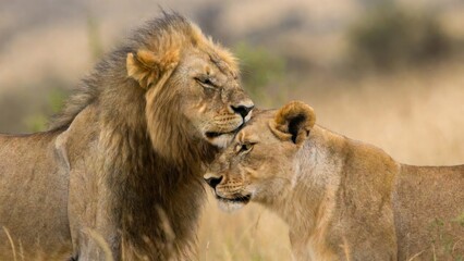 Fototapeta premium Male and female lion nuzzling together on open grassland plain