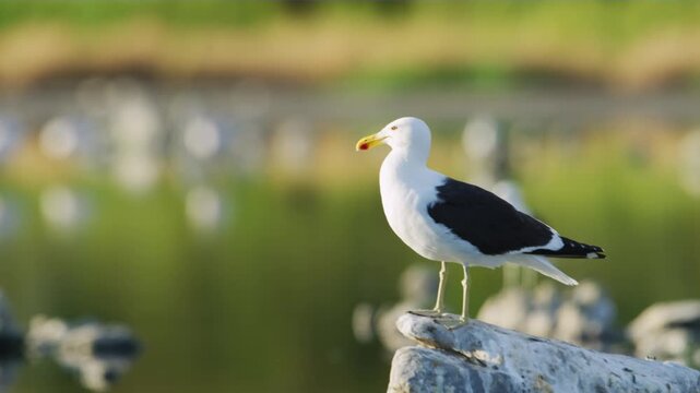The kelp gull (Larus dominicanus), also known as the Dominican gull, is a gull that breeds on coasts and islands through much of the Southern Hemisphere. 