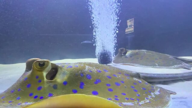 Close-up of blue-spotted stingrays swimming gracefully on sandy aquarium floor