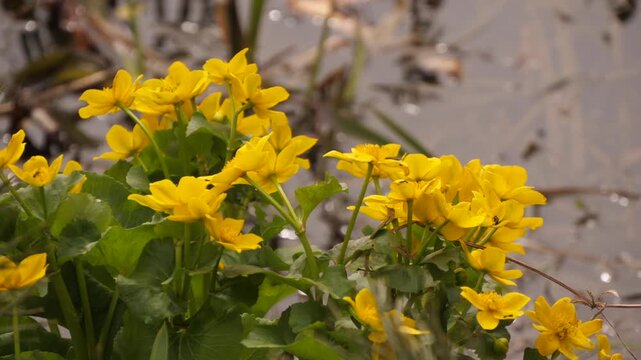 Spring Marsh Marigold Flowers Caltha Palustris Bloom In Swamp 