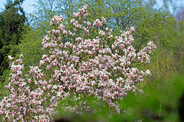 Obraz premium tulip magnolia