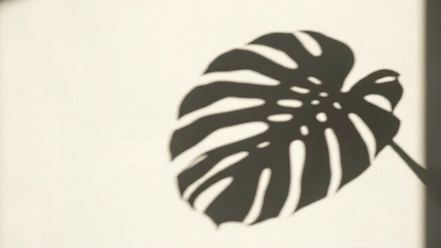 A monstera leaf shadow overlay isolated on a clean background, tropical split-leaf silhouettes and realistic summer sunlight with soft organic depth, ultra-realistic, no logos.