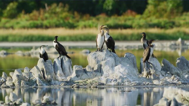 A flock of white-breasted cormorant (Phalacrocorax lucidus ) sitting on stones in a pond.