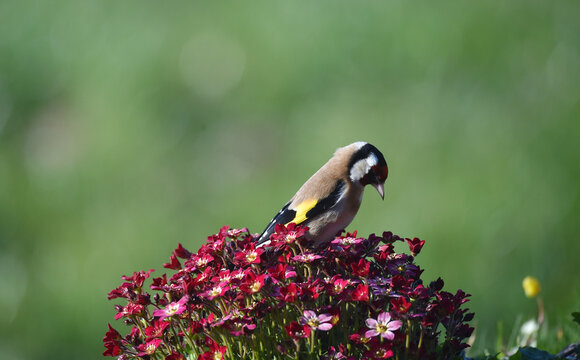 Stieglitz sitzt auf Moos-Steinbrech 