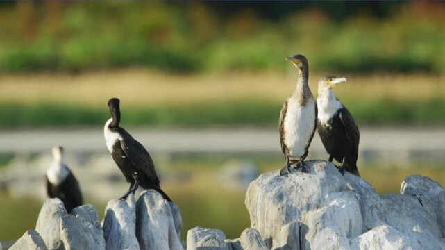 A flock of white-breasted cormorant (Phalacrocorax lucidus ) sitting on stones in a pond.