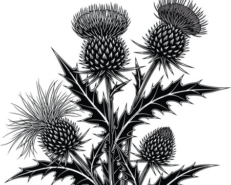 Thistle, black and white, vector illustration, floral design elements