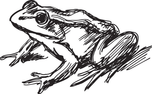 Detailed ink drawing of a frog sitting on grass with textured lines and shading
