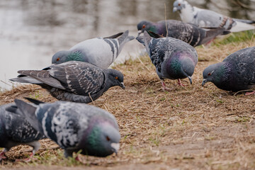 Gołębie jedzą ziarno © rozentuzjazmowany