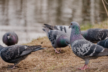 Gołębie jedzą ziarno © rozentuzjazmowany