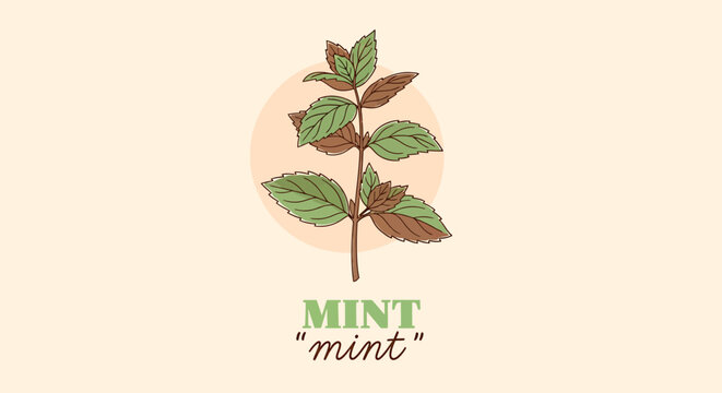 A drawing of a mint plant with green and brown leaves
