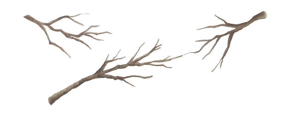 Watercolor autumn dried branches set on transparent background - bare tree limbs clipart collection300dpi
