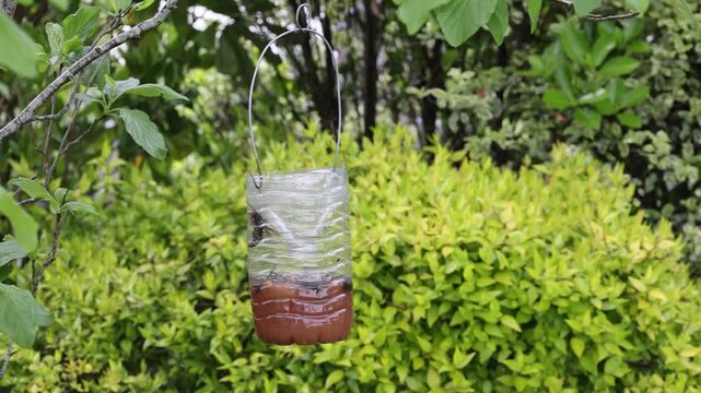 An Asian hornet trap made from a plastic bottle filled with a mixture of beer, wine and syrup.