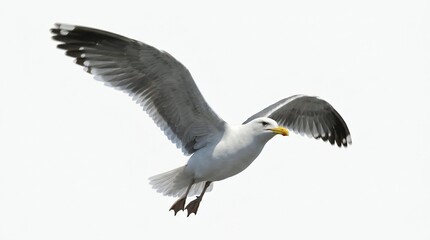 Fototapeta premium seagull in flight