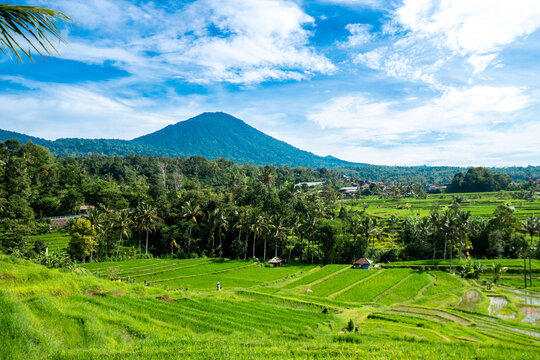 Jatiluwih Rice Terraces: UNESCO Cultural Landscape and Traditional Subak Irrigation in Bali