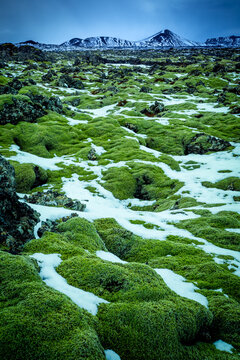 Moss covered rocks in the melting snow with a mountain backdrop, Grindavik, Southern Peninsula, Iceland
