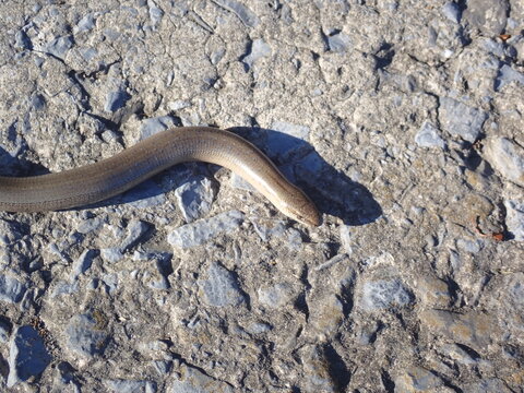 Head of a slow worm
