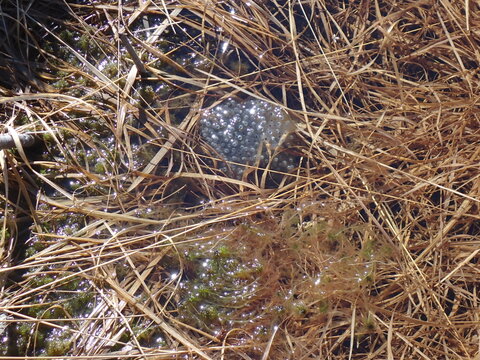 Frog spawn in the high fens