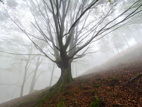 Mystical Beech Tree in Fog on Autumn Slope - Low angle view of a large, ancient beech tree with bare branches reaching into thick fog, surrounded by fallen leaves on a forest hillside.