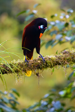 Montezuma oropendola (Psarocolius montezuma) adult sitting on a mossy branch in the rainforest.