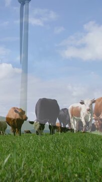 Vertical video: Camera tilting up revealing cows grazing, turbine turning, showing green power
