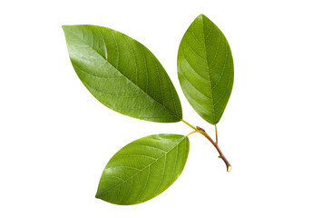 Fresh green leaves with visible veins and natural texture, isolated on cutout transparent background © Yeti Studio
