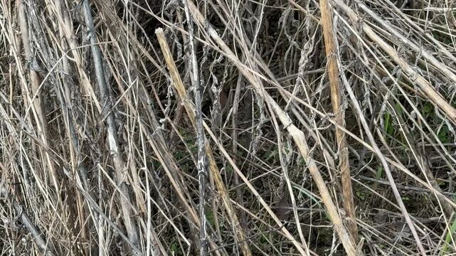 Close-up of dry grass, weeds, and small twigs scattered on the ground after snow melt. Early spring field shows natural textures, leftover vegetation, and seasonal transition in a rural landscape.