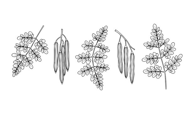 Minimal moringa icons hanging drumstick pods Sajna plant line art black and white vector illustration isolated on white