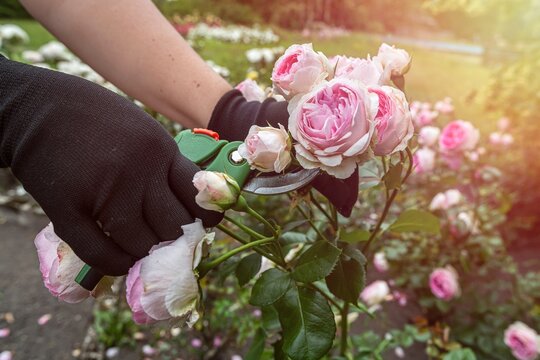 Gardener hands pruning light pink roses with green secateurs in flower garden, floral care and hobby