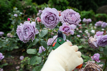 Gardener's hands in safety gloves deadheading beautiful lavender roses in late afternoon sunlight © RomanR