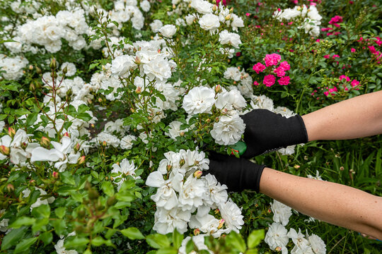 Gardener pruning beautiful white roses with green secateurs in summer garden, floral care concept