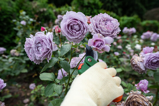 Gardener's hands in safety gloves deadheading beautiful lavender roses in late afternoon sunlight