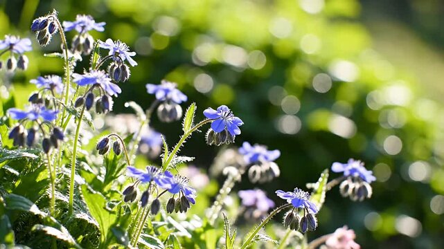 Blooming blue borage flowers in a sunlit garden meadow