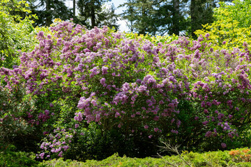 Obraz premium Blooming purple lilac in the sunny spring garden 
