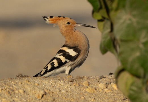 Hoopoe perched on ground at Busaiteen at Bahrain