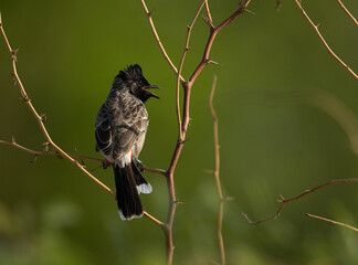Obraz premium Red vented bulbul perched on acacia tree
