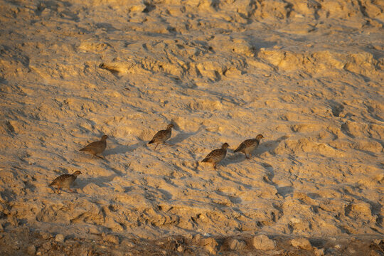 Grey francolins on limestone rock at Buhair lake, Bahrain