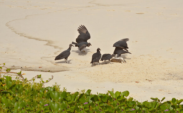 Vultures eating a dead marine animal on the beach. Wildlife on the beach.