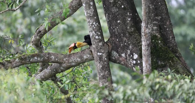 Great indian hornbill juvenile inspecting tree branch at Valparai in western ghats