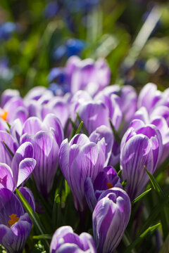 Crocus Grand Maitre: vibrant purple blooms close‑up
