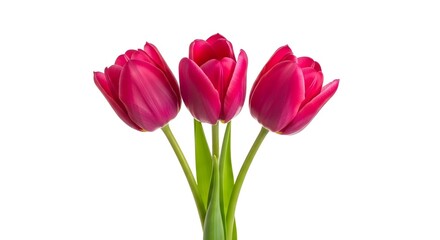 Fototapeta premium Three Vibrant Pink Tulips with Green Stems Isolated on a White Background, Symbolizing Spring and Freshness