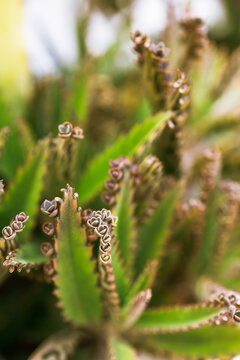 Kalanchoe mother of thousands with tiny plantlets on leaf margins