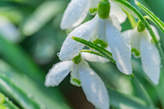 White snowdrop flowers with dew drops. Macro photo of Galanthus nivalis blooming in spring garden. Early spring nature background