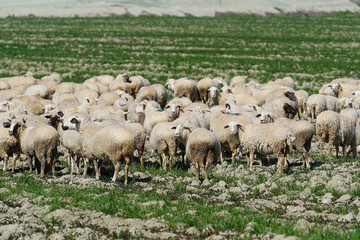 Obraz premium Flock of sheep grazing in the meadows