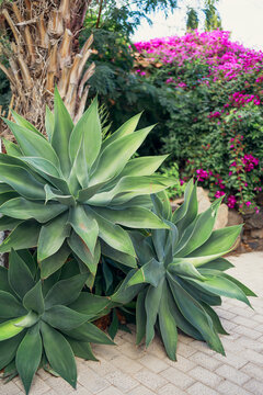 Large agave rosettes in garden with pink bougainvillea behind