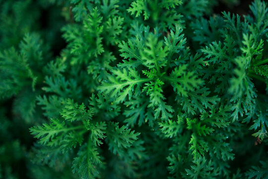 Scented geranium lacy green leaves overhead close-up