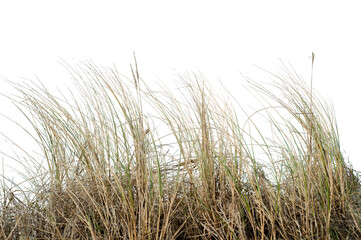 Natural real coastal dune grass growing in sandy environment, isolated on transparent background. Wild beach vegetation with thin dry blades shaped by wind, suitable for nature design. © busurman