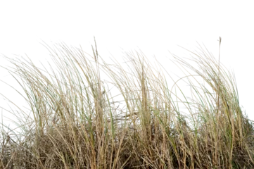 Acrylglasbilder Dünengras Natural real coastal dune grass growing in sandy environment, isolated on transparent background. Wild beach vegetation with thin dry blades shaped by wind, suitable for nature design.  © busurman