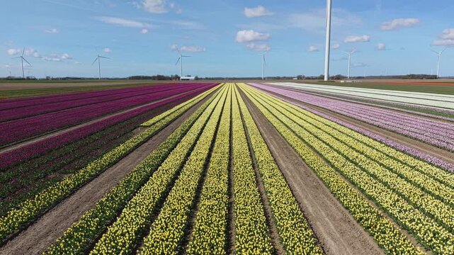 Aerial, drone shot flying over yellow and purple tulip fields with wind turbines in in Dutch landscape.
