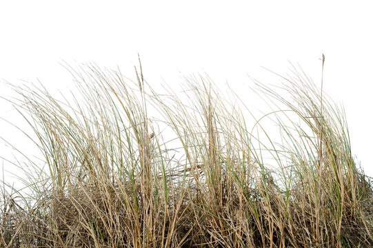 Natural real coastal dune grass growing in sandy environment, isolated on transparent background. Wild beach vegetation with thin dry blades shaped by wind, suitable for nature design.