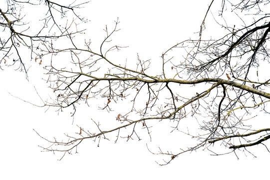 Natural real tree branch with many thin twigs and small dry leaves, isolated on transparent background.